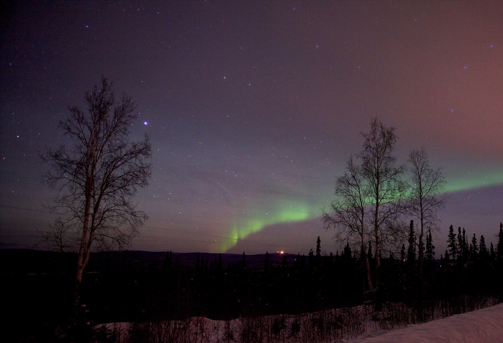 Faint green aurora arc low on the horizon between bare trees over snow under a purple sky.